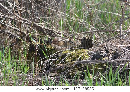 Eastern Chipmunk on moss covered stump a side of road.