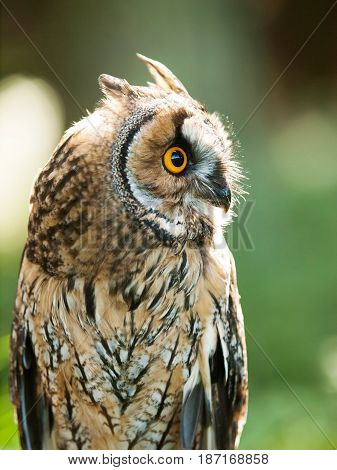 Portrait of Long-eared owl - Asio otus otus