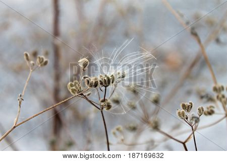 Plants similar to a seed with long slim branches.