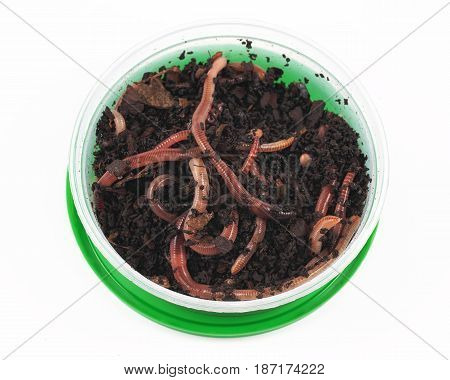 Fishing live bait red worm Dendrobena in a box
