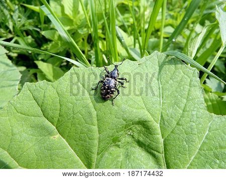 Snout beetle on a green leaf , (Liparus glabrirostris)