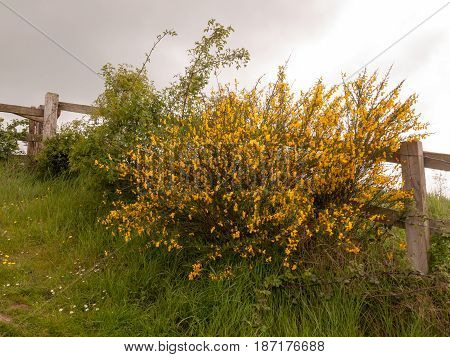 A Wooden Fence Outside With Lush Gorse Growing Yellow Buds On Green On Spring Cloudy Overcast Day