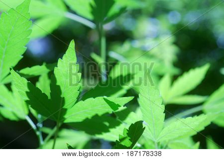 Macro of young cannabis leaves