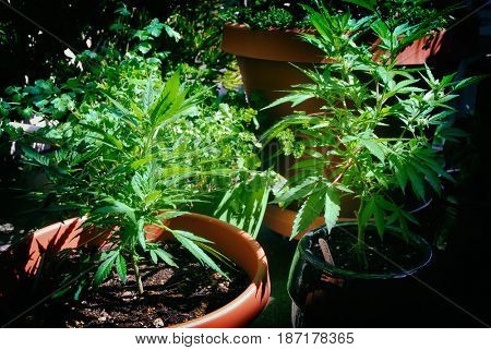 Two marijuana plants growing in containers in a patio garden