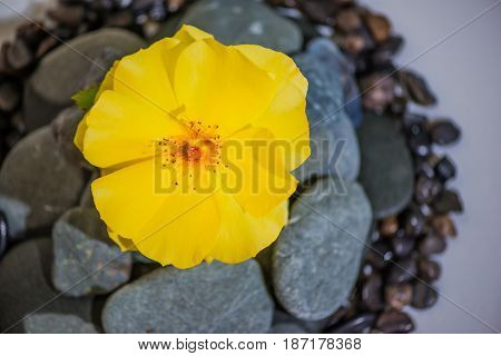 Stacked Rocks with a flower on top