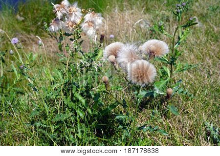 The seed heads of creeping thistle plants (Cirsium arvense), also called the Canada thistle, growing in Joliet, Illinois, during August.