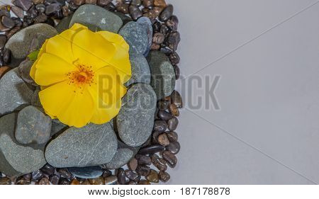 Stacked Rocks with a flower on top
