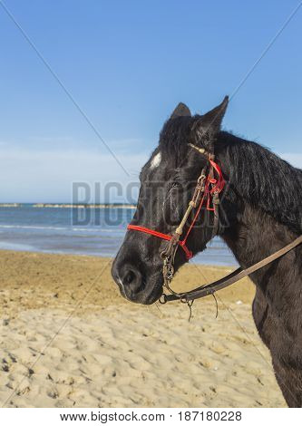 brown horse head against blue sky near the sea
