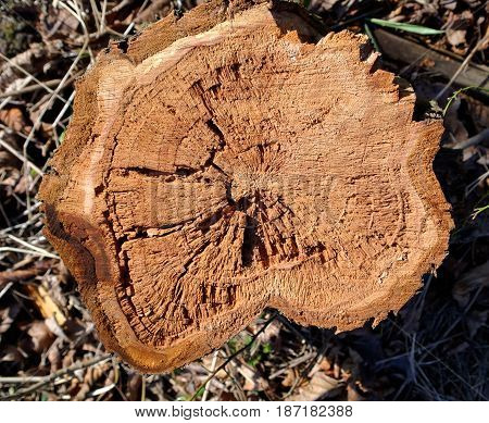 closeup of the trunk felled tree illuminated by sun