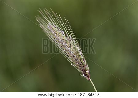 Spikes of the annual grass Dasypyrum villosum a wild form of crop and a possible alternative form of food.