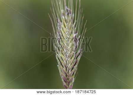 Spikes of the annual grass Dasypyrum villosum a wild form of crop and a possible alternative form of food.