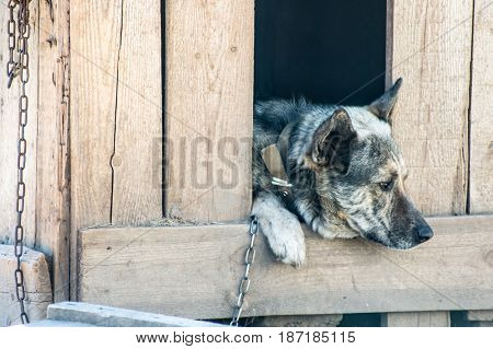 Guard Dog Sits In A Kennel Chain And Is Sad