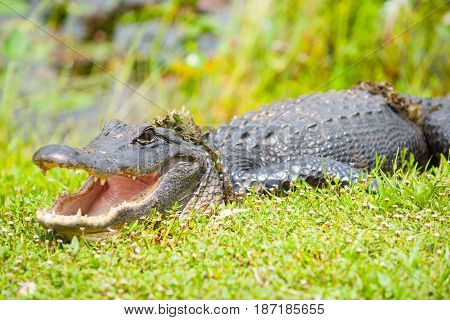 Wild aligator with swamp vegetation on its back after emerging from pond by Florida everglades focus on eye