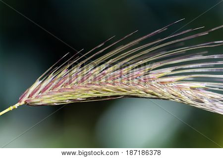 Spikes of the annual grass Dasypyrum villosum a wild form of crop and a possible alternative form of food.