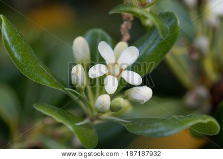Flowers of a Japanese cheesewood tree (Pittosporum tobira)