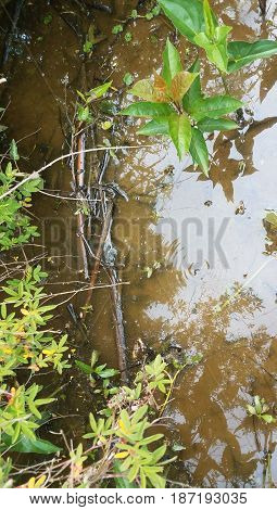 plants and muddy water with wiggling water insect