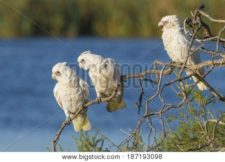 Three Little Corellas gazing intently from their perch on a tree at Herdsman Lake in Perth Wesren Australia.