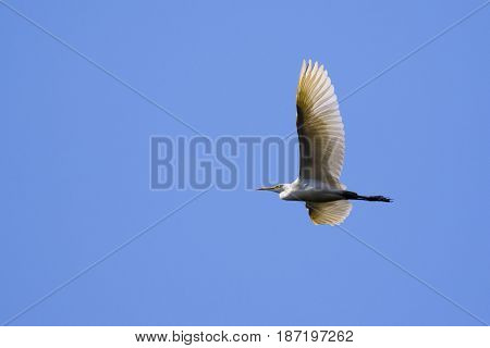 Image of egret flying in the sky. Heron. Wild Animals.