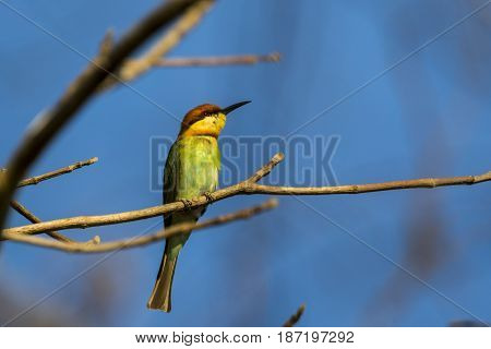 Image of bird on the branch on sky background. Wild Animals. Chestnut-headed Bee-eater (Merops leschenaulti)