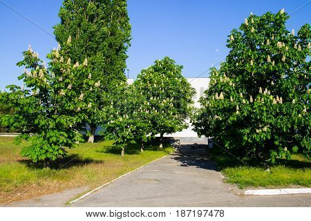 Blooming chestnut trees in a city park