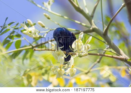 Image of a bird (purple sunbird). Wild Animals.