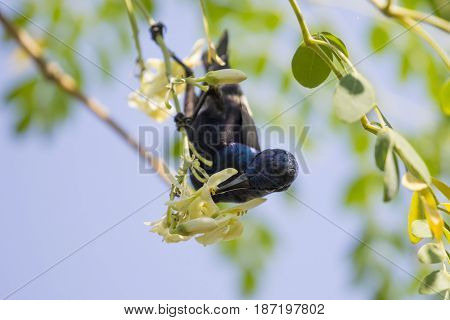Image of a bird (purple sunbird). Wild Animals.
