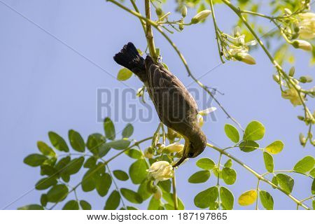 Image of a bird (Olive-backed sunbird Yellow-bellied sunbird). Wild Animals.