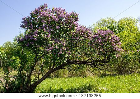 Blooming purple lilac bush in the garden