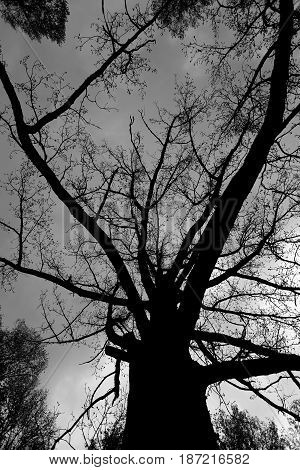 Beautiful tree on the background of blue sky photographed in close-up
