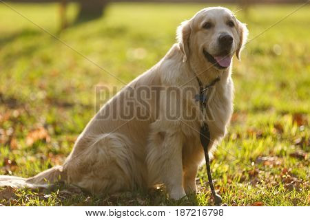 Labrador in collar sitting on lawn in park during day