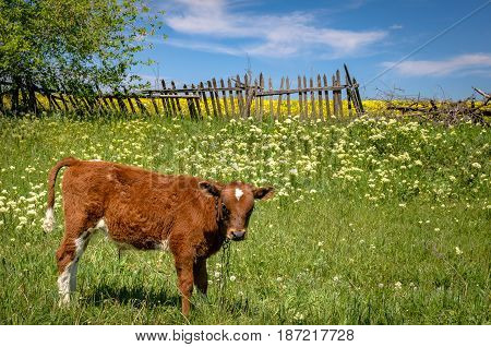 A red cow grazes on a meadow against the old wooden fence. A small calf in the Ukrainian field.