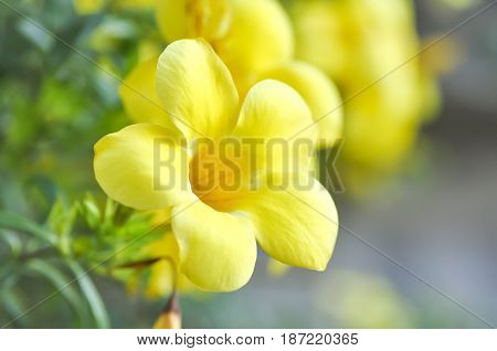 Allamanda cathartica or yellow Allamanda flower in the garden