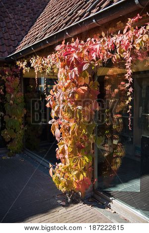 Red ivy reflected in a window pane