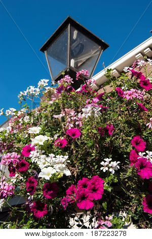 Flower decoration at a street lamp in Sluis in Holland