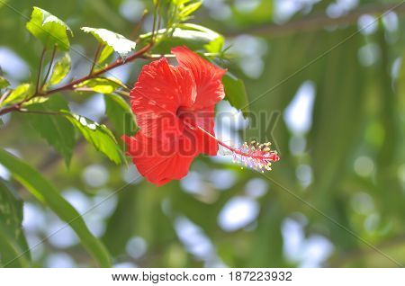 shoe flower Chinese rose or Hibiscus in the garden