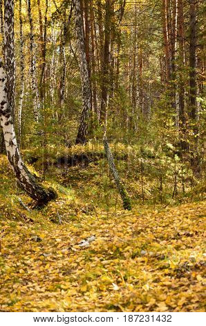 Autumn forest landscape in countryside of russia. Birch at the fall. Fallen leaves.