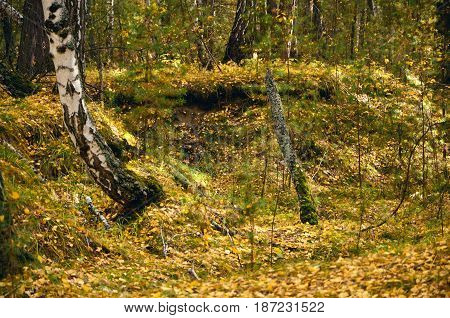 Autumn forest landscape in countryside of russia. Birch at the fall. Fallen leaves.