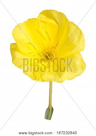 Single bright yellow flower of Missouri evening primrose (Oenothera macrocarpa) isolated against a white background