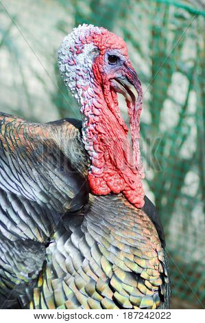View of a turkey head in a chicken coop