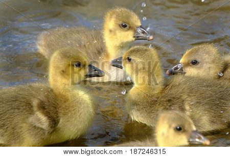 Young Grey Lag geese goslings freshly hatched in family group.