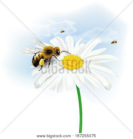 Still life with bees daisy flower and sky with clouds on white background. Vector illustration.