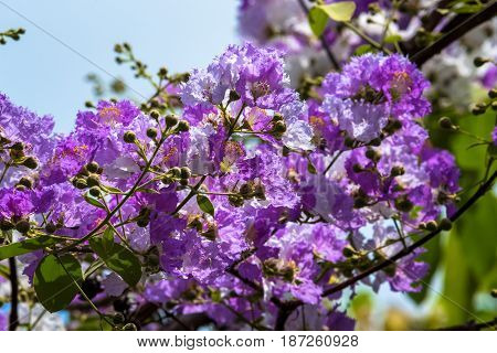 The lagerstroemia indica were blooming in nature