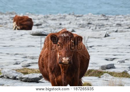 Grazing cows in County Clare Ireland on the Burren.