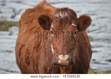 Sweet faced brown cow standing on the Burren in Ireland.