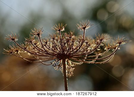 Dry flower head of wild carrot, daucus carota