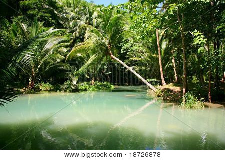 paradise in rain  forest
