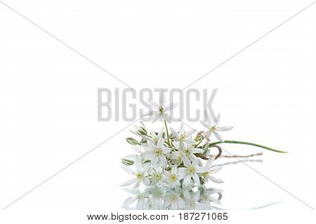 Ornithogalum umbellatum .Beautiful white flowers on a white background