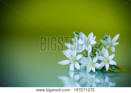Ornithogalum umbellatum .Beautiful white flowers on a green background