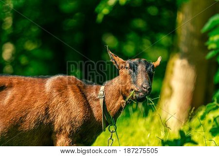 Brown goat eating grass looking into the camera on a sunny day. Outdoor museum Bokrijk Flanders Belgium Europe.