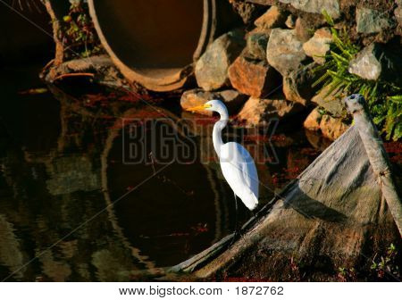 Velvia Heron